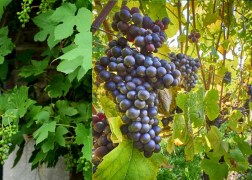 Vitis vinifera Boskoop Glory / Piros csemege szőlő